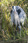 grey heron