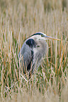 grey heron