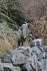 grey heron