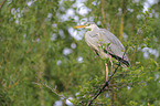 grey heron