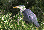 grey heron