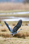 grey heron
