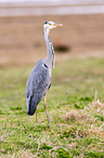 grey heron