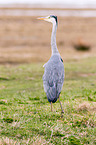 grey heron