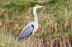 grey heron