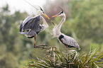 grey heron