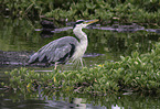 grey heron