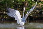 grey heron