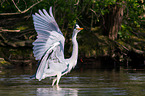 grey heron