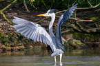 grey heron