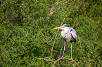 grey heron