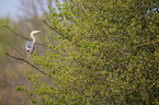 grey heron
