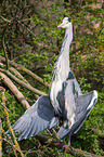 grey heron