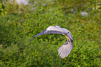 grey heron