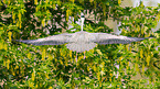 grey heron