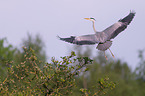 grey heron