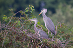 2 grey heron