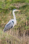grey heron