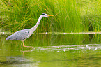 grey heron