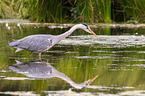 grey heron