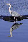 walking Grey Heron