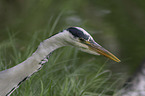 Grey Heron portrait