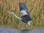 flying Grey Heron