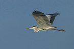 flying Grey Heron