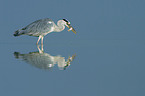 Grey Heron