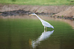 standing Grey Heron