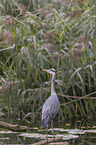 standing Grey Heron