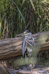 standing Grey Heron