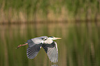 flying Grey Heron
