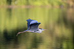 flying Grey Heron