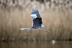 flying Grey Heron
