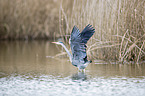 Grey Heron