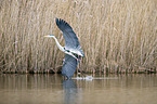 flying Grey Heron