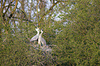 Grey Herons in the tree