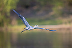 flying Grey Heron