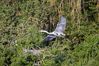 flying Grey Heron