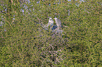 Grey Heron in the tree