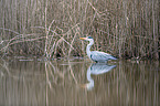 Grey Heron in the water