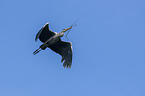 flying Grey Heron
