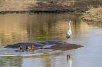 Grey Heron on River Horses