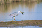 standing Grey Heron