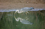 standing Grey Heron