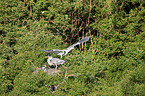 grey heron