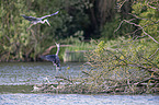 grey heron