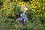 grey heron