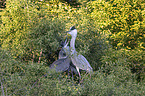 grey heron